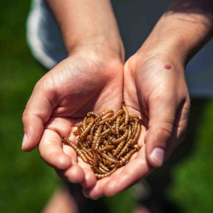 Chrupiące Robaczki - chilli 20 g larwy mącznika