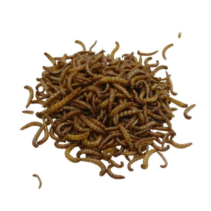 Chrupiące Robaczki  - masala 20 g larwy mącznika