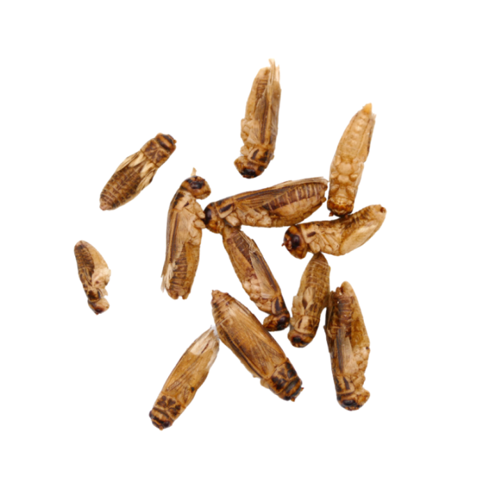 Zestaw 2 x Chrupiące świerszcze -  klasyczne 20 g