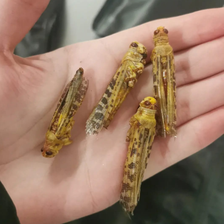 Zestaw 2 x Chrupiąca szarańcza - klasyczna 10 g