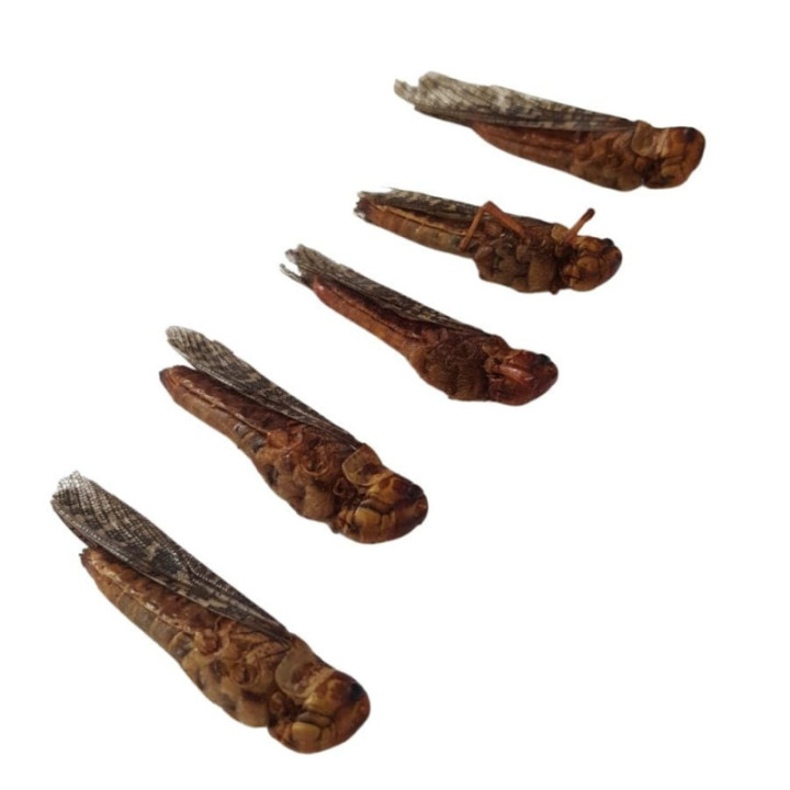 Chrupiąca szarańcza z solą 10 g